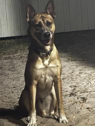 Lost Male Dog last seen little road, Pasco County, FL 34655