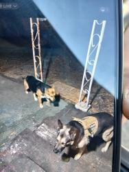 Lost Male Dog last seen Rembrandt dr and trailer park road, Fayetteville, NC 28314