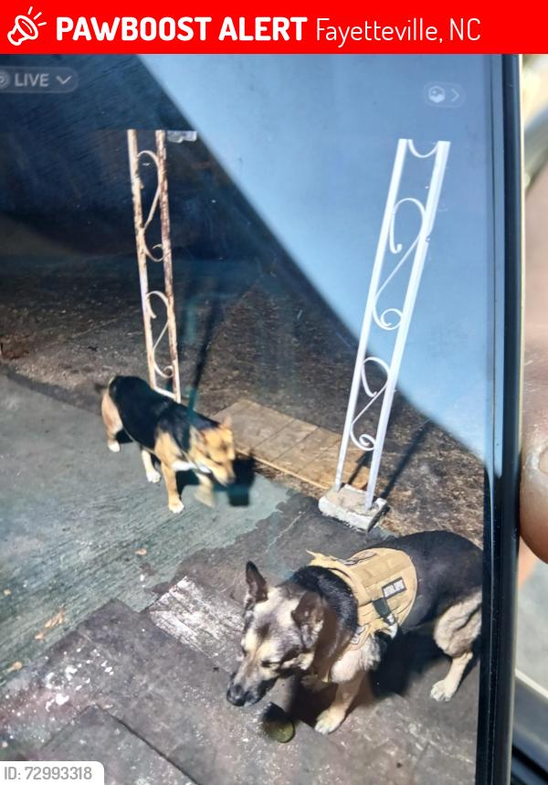 Lost Male Dog last seen Rembrandt dr and trailer park road, Fayetteville, NC 28314