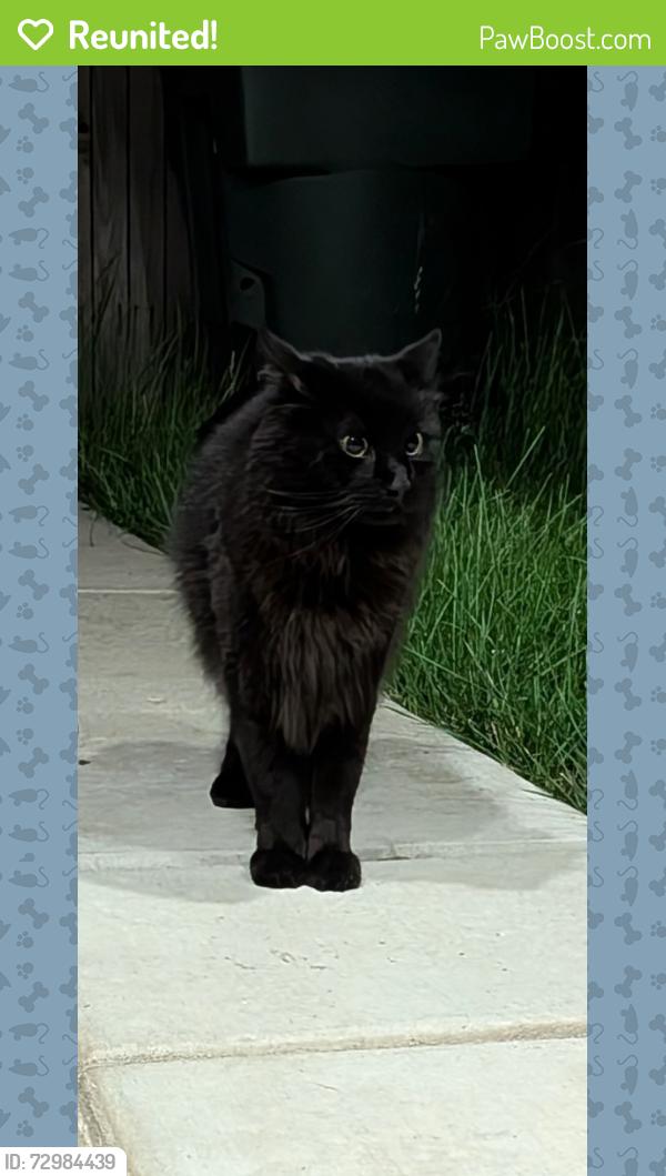 Reunited Unknown Cat last seen Vignolia Loop, Roseville, CA 95747