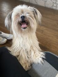 Found/Stray Unknown Dog last seen Sara and 59th, Mustang, OK 73064