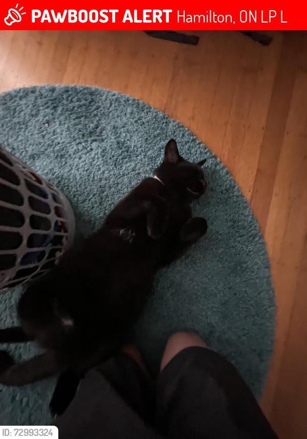 Lost Male Cat last seen Hamilton public library, Locke street, Hamilton, ON L8P 2L3
