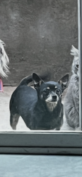 Lost Female Dog last seen Polvadera RD NM, Polvadera, NM 87828