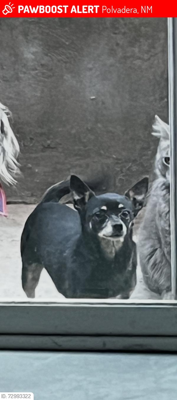 Lost Female Dog last seen Polvadera RD NM, Polvadera, NM 87828