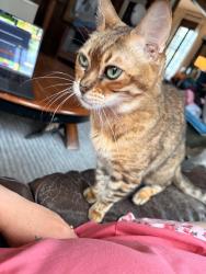 Found/Stray Female Cat last seen Manchester and Baynes, Buffalo, NY 14213