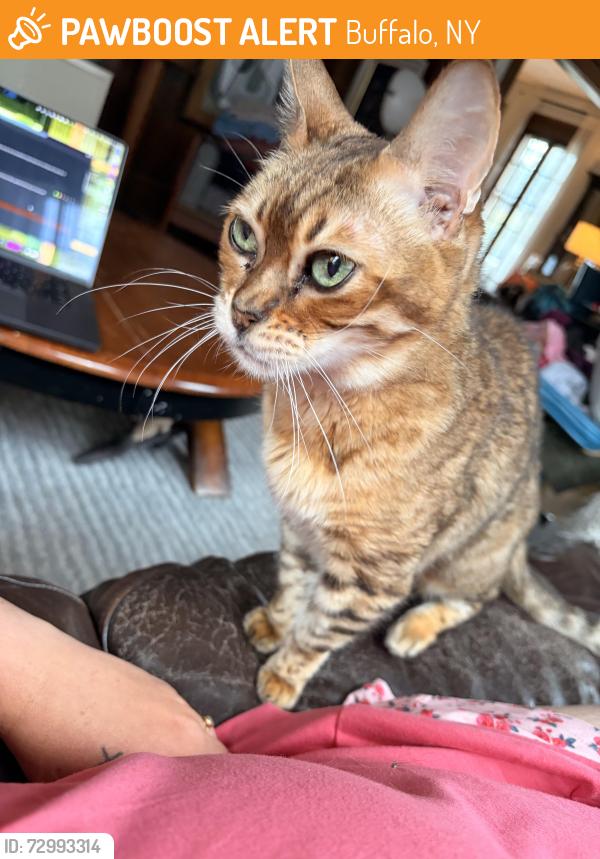 Found/Stray Female Cat last seen Manchester and Baynes, Buffalo, NY 14213