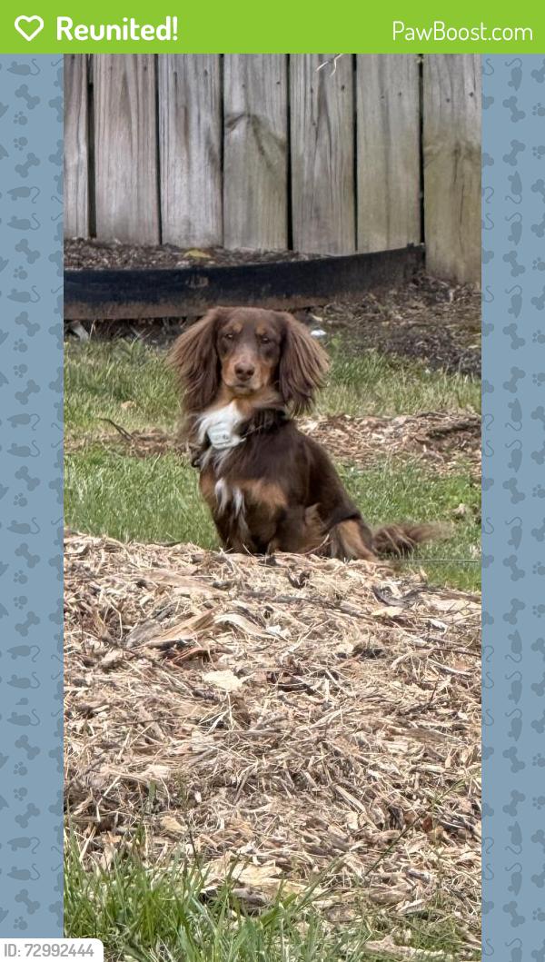 Reunited Male Dog last seen Hunters crossing , Memphis, TN 38016