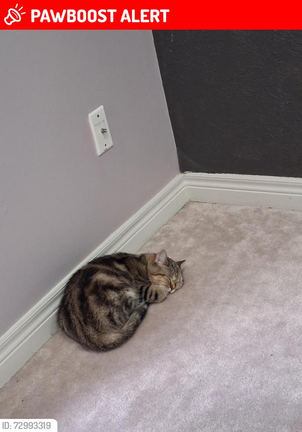 Lost Female Cat last seen Turney Woods, Streetsville , Mississauga, ON L5M 0R1