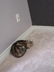 Lost Female Cat last seen Turney Woods, Streetsville , Mississauga, ON L5M 0R1