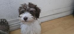 Lost Female Dog last seen W 95th and Normandie ( westside) before Halldale, Los Angeles, CA 90047
