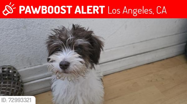 Lost Female Dog last seen W 95th and Normandie ( westside) before Halldale, Los Angeles, CA 90047