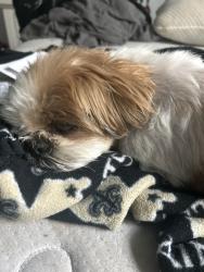 Reunited Male Dog last seen Summerwell Wildcat Ranch, Crandall, TX 75114