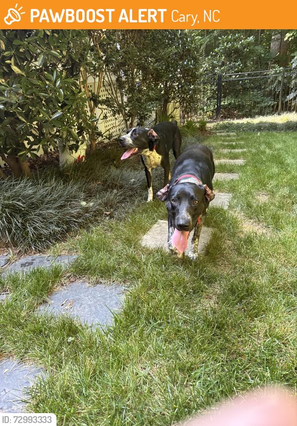 Found/Stray Unknown Dog last seen Birklands Drve and Braelands Dr, Cary, NC 27518