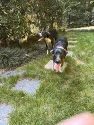 Found/Stray Unknown Dog last seen Birklands Drve and Braelands Dr, Cary, NC 27518