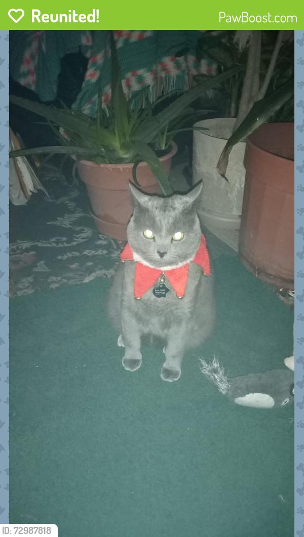 Reunited Male Cat last seen West Taylor and Pine Street, LaSalle, CO 80645
