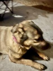 Reunited Female Dog last seen Arby and Fort Apache , Las Vegas, NV 89148