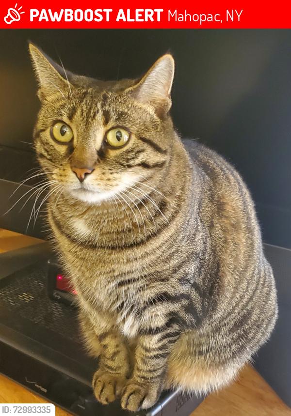 Lost Female Cat last seen Union valley road Mahopac ny, Mahopac, NY 10541