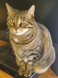 Lost Female Cat last seen Union valley road Mahopac ny, Mahopac, NY 10541
