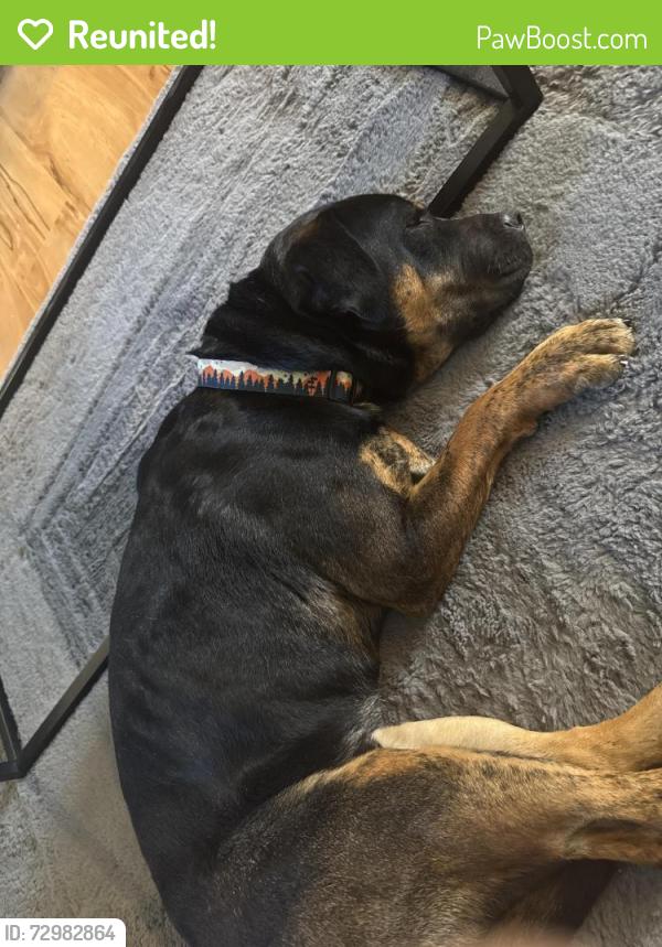 Reunited Male Dog last seen Central Park, Denver, CO 80238