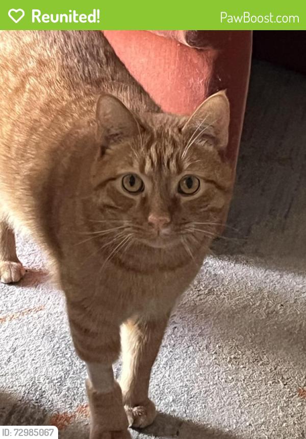 Reunited Male Cat last seen Los Feliz Blvd & Griffith Park Blvd, Los Angeles, CA 90027