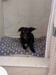 Reunited Unknown Dog last seen Clematis Ln near Bougainvillea in the Eastbrook neighborhood., Goldenrod, FL 32792