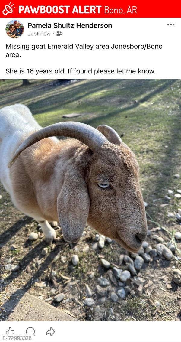 Lost Female Other last seen Emerald Valley, Bono, AR 72416