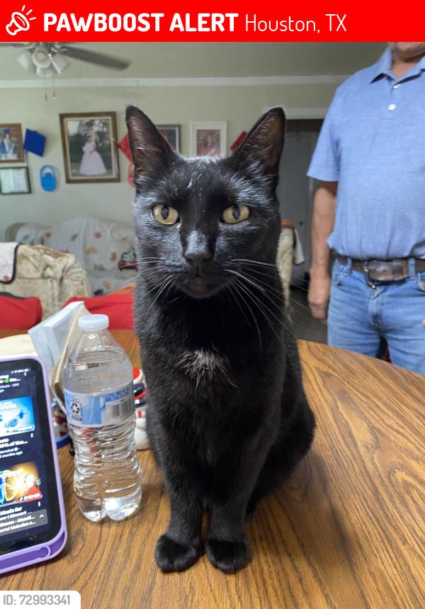 Lost Female Cat last seen Near Ruell and Venette Street , Houston, TX 77017