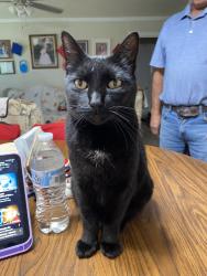 Lost Female Cat last seen Near Ruell and Venette Street , Houston, TX 77017