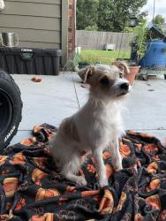 Found/Stray Male Dog last seen 193rd & 51st, Broken Arrow, OK 74014