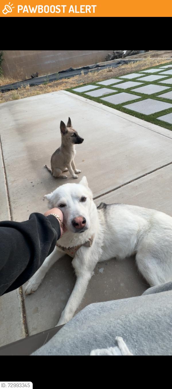 Found/Stray Female Dog last seen Greensboro rd, Spring Valley Lake, CA 92395