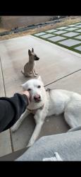 Found/Stray Female Dog last seen Greensboro rd, Spring Valley Lake, CA 92395