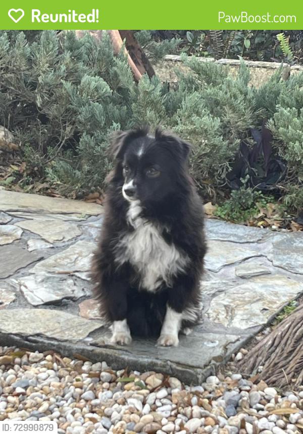 Reunited Male Dog last seen Token Rd - Baldwin - Hwy390 , Panama City, FL 32405