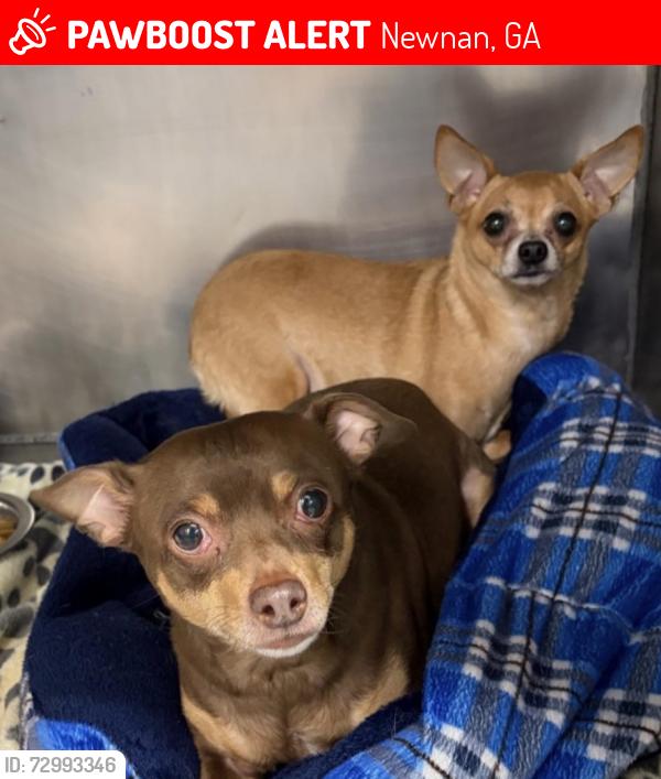 Lost Female Dog last seen Alpine Drive , Newnan, GA 30263