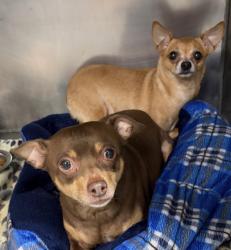 Lost Female Dog last seen Alpine Drive , Newnan, GA 30263