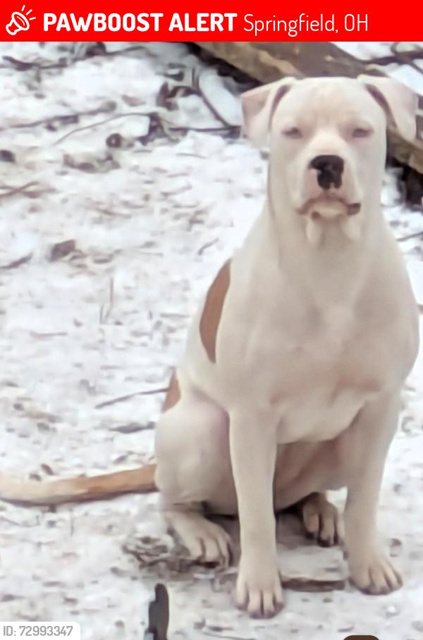 Lost Female Dog last seen Sheridan , Springfield, OH 45505