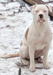 Lost Female Dog last seen Sheridan , Springfield, OH 45505