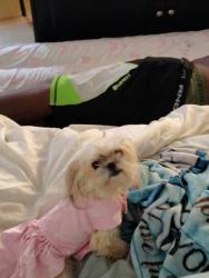 Lost Female Dog last seen cape fear ave , Fayetteville, NC 28303