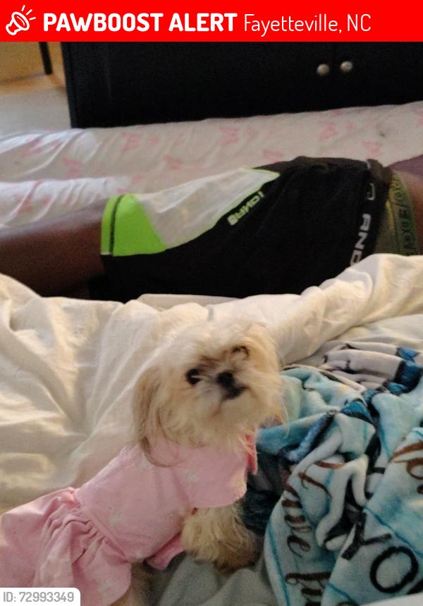 Lost Female Dog last seen cape fear ave , Fayetteville, NC 28303