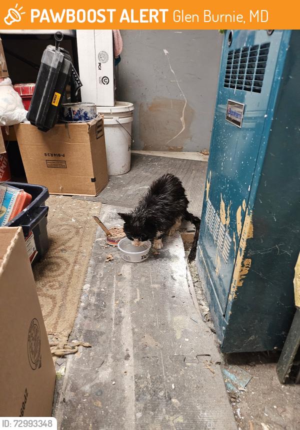 Found/Stray Female Cat last seen St James st Glen Burnie MD , Glen Burnie, MD 21061