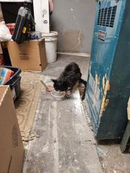 Found/Stray Female Cat last seen St James st Glen Burnie MD , Glen Burnie, MD 21061