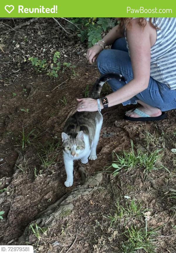Reunited Female Cat last seen World trail Fitness path and Riding Center Drive, South Riding, VA 20152