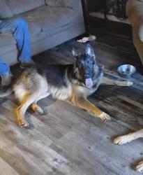Lost Male Dog last seen Near JW rd Madison Nc, Madison, NC 27025