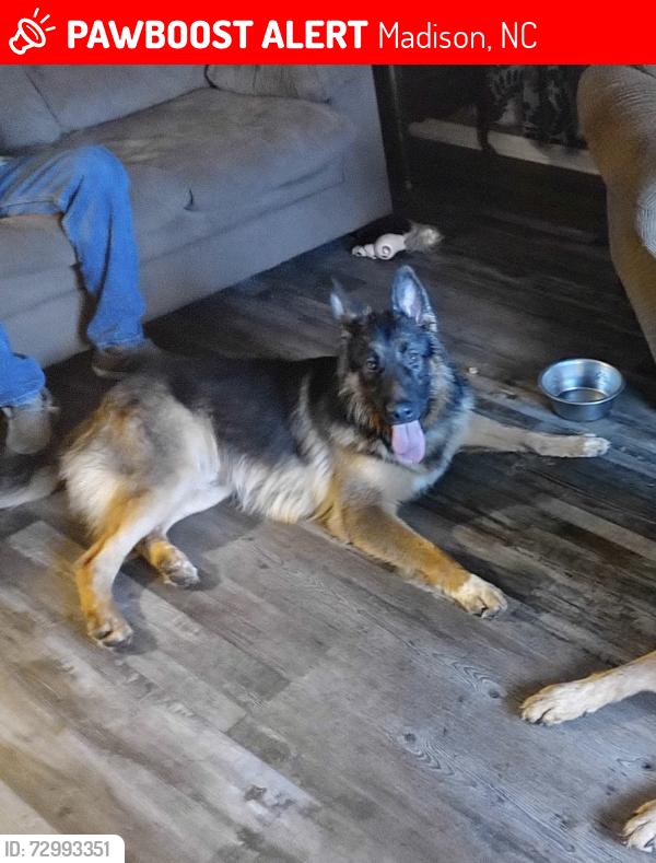 Lost Male Dog last seen Near JW rd Madison Nc, Madison, NC 27025
