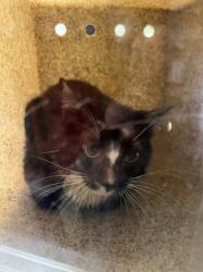 Shelter Stray Unknown Cat last seen HIGHROCK RD, EFLAND NC 27243, 1601 Eubanks Rd, Chapel Hill, NC 27516, USA