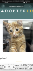 Lost Male Cat last seen Connect on Norther Aparments, Glendale, AZ 85301
