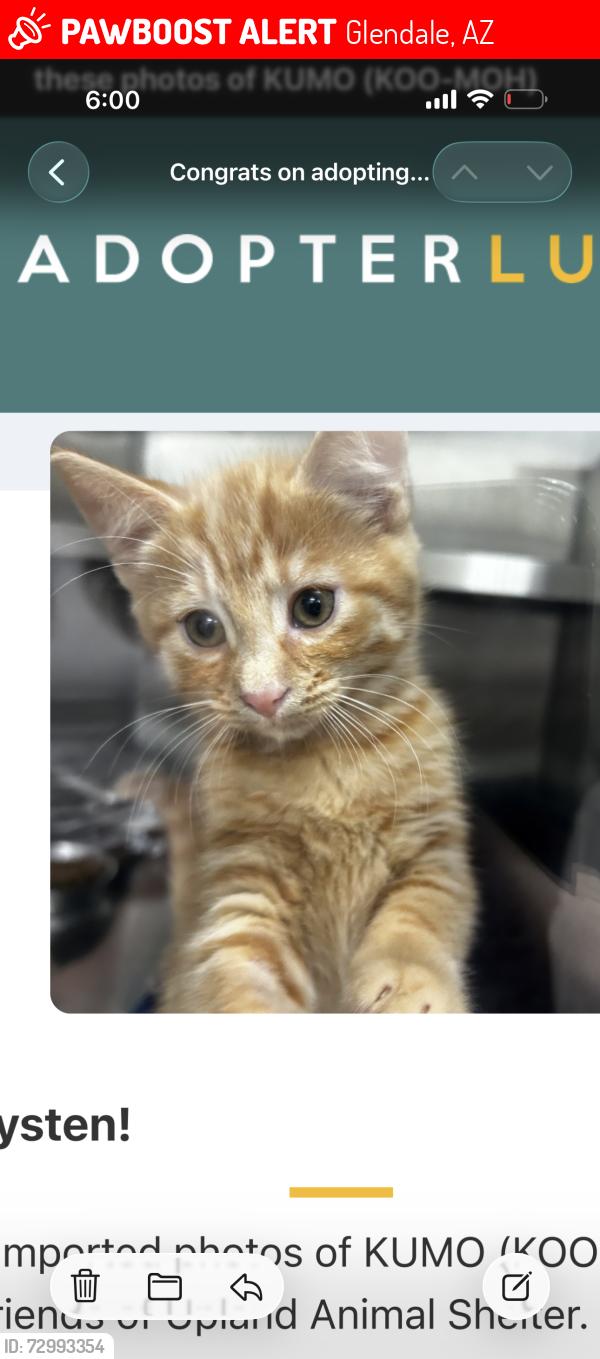 Lost Male Cat last seen Connect on Norther Aparments, Glendale, AZ 85301