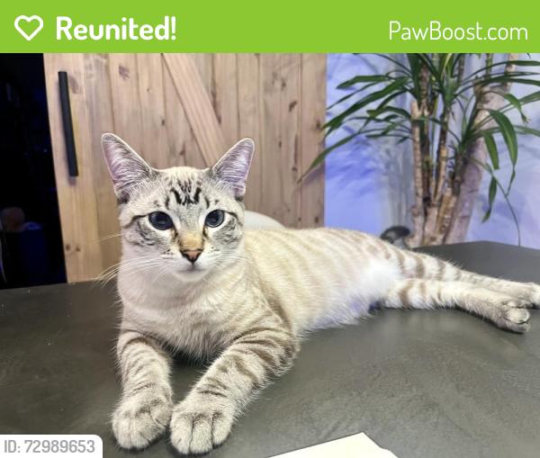 Reunited Male Cat last seen Snowbird and Atlanta , Huntington Beach, CA 92646
