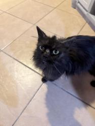 Reunited Unknown Cat last seen Aeolian and Alburtis , West Whittier-Los Nietos, CA 90606