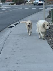 Found/Stray Unknown Dog last seen Creek behind Poulakidas , Reno, NV 89519