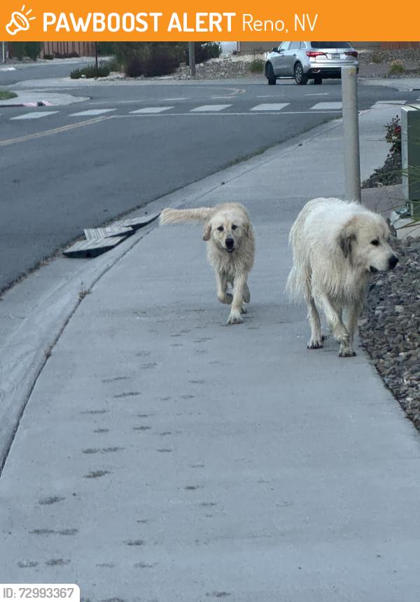 Found/Stray Unknown Dog last seen Creek behind Poulakidas , Reno, NV 89519